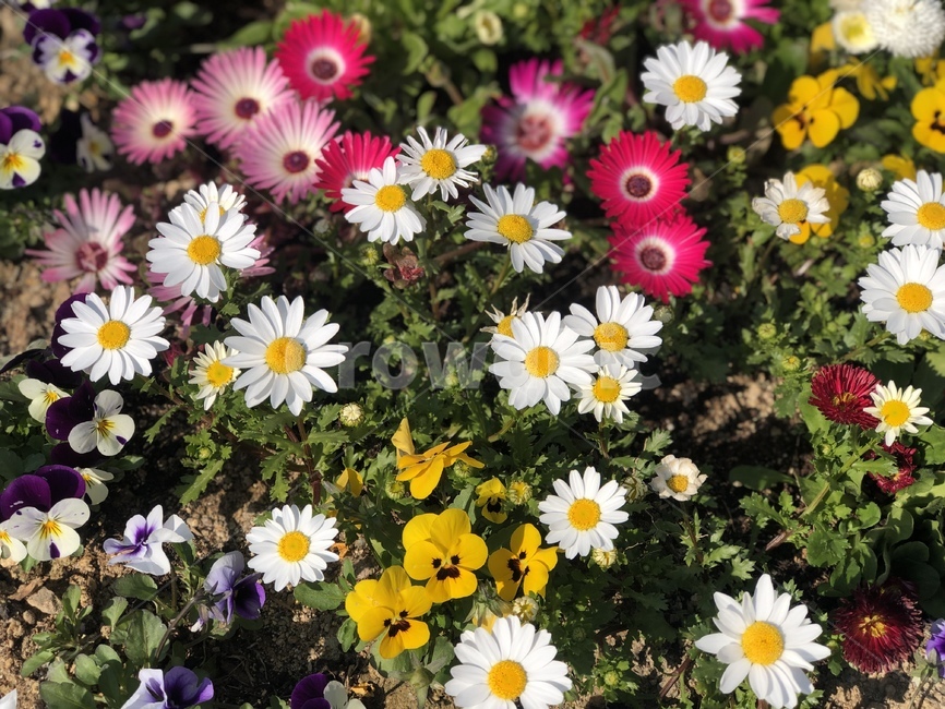 꽃,하얀꽃,노란꽃,풀,봄,식물,자연,plants,nature,꽃,flower