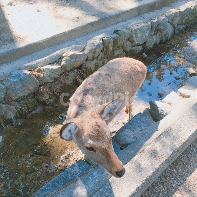사슴,deer,나라사슴공원,일본,japan,animal,동물,동물,animal,포유류,mammal