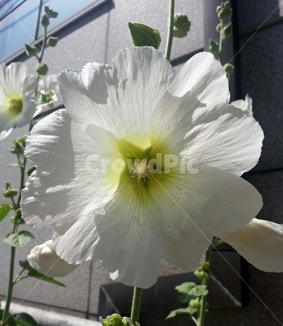 접시꽃,흰색,꽃,도종환,식물,alcearosea,역광,beautiful,plant,flower,봉오리,자연,꽃봉오리,황촉화,아시아원산지,아욱과,이년생,일일화,식물,자연,plants,nature,꽃,flower