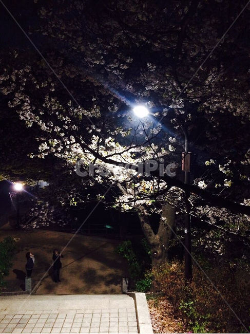남산,벚꽃,서울,한국,대한민국,국내,night,감성,배경,봄,풍경,자연,가로등,불빛,빛,꽃,추억