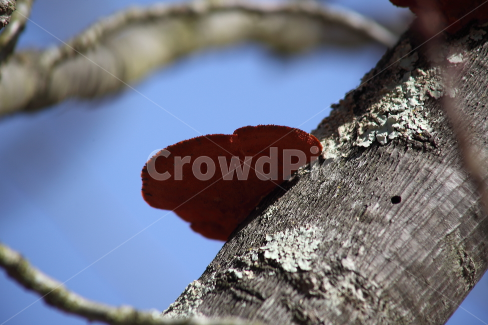 나무,버섯,식물,wood,mushroom,식물,자연,plants,nature,나무,trees,wood,버섯,mushroom