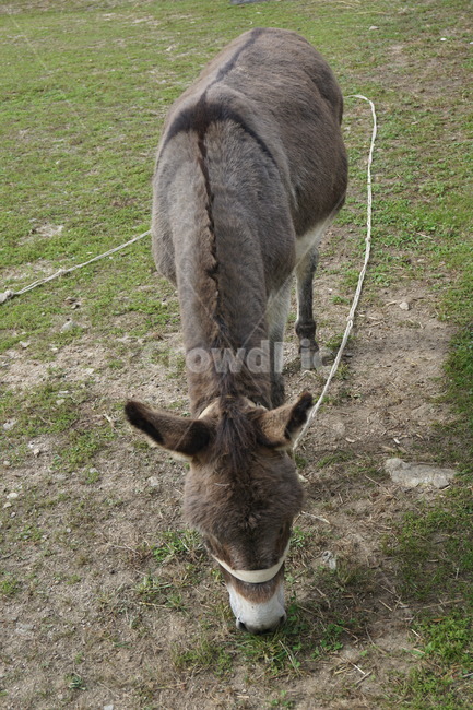 당나귀,동물,자연,donkey,pony,animal,동물,animal,포유류,mammal