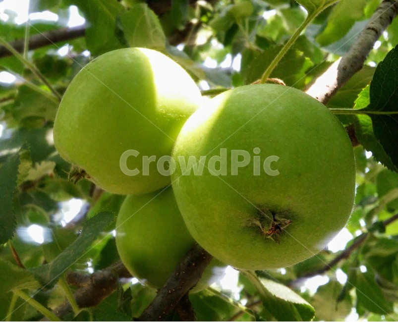 사과,과일,햇사과,열매,沙果,apple,과일,열매,fruit
