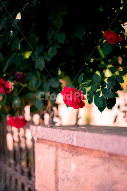 식물,꽃,장미,장미꽃,레드,식물,자연,plants,nature,꽃,flower