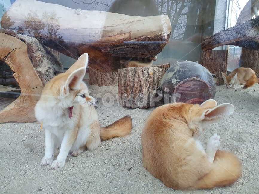 여우,아기여우,동물원,fox,새끼여우,동물,animal,포유류,mammal