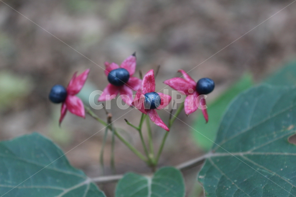 fruit,plant,식물,열매,black,식물,자연,plants,nature,꽃,flower,과일,열매,fruit