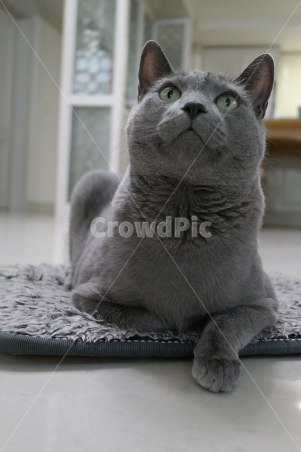 러시안블루,러블,고양이,회색,집,냥이,집사,러시아,동물,animal,포유류,mammal,고양이,cat,kitten,kitty