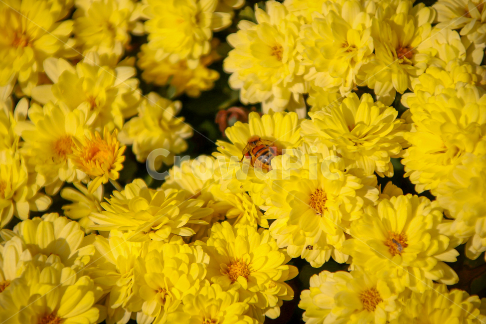 plant,식물,insect,곤충,bee,벌,꿀벌,honeybee,동물,animal,invertebrate,무척추동물,pollen,flower,꽃,blossom,화분
