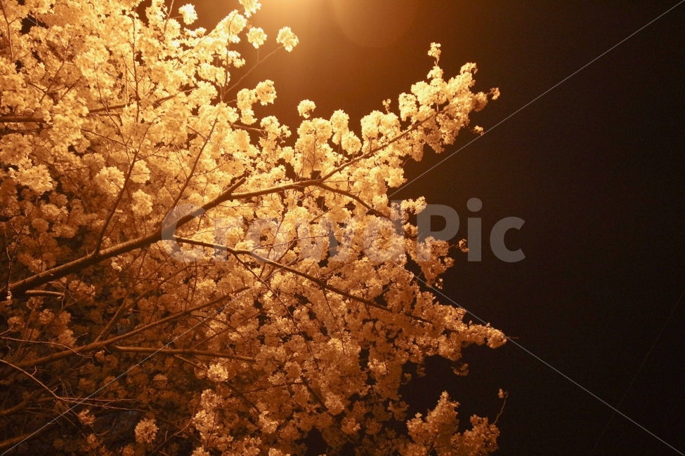 벚꽃,봄,밤하늘,꽃,밤벚꽃,봄,계절,spring,season,야경,밤,풍경,nightscape,night,landscape,식물,자연,plants,nature,나무,trees,wood,plant