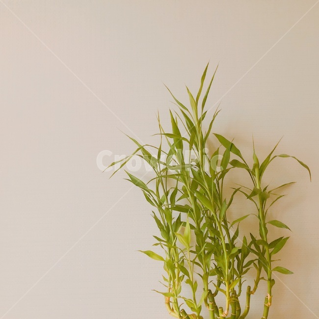 집,벽,식물,초록색,그림자,식물,자연,plants,nature