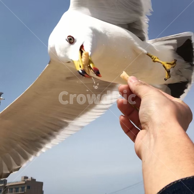 갈매기,새우깡,새,동물,순간포착,동물,animal,조류,새,birds