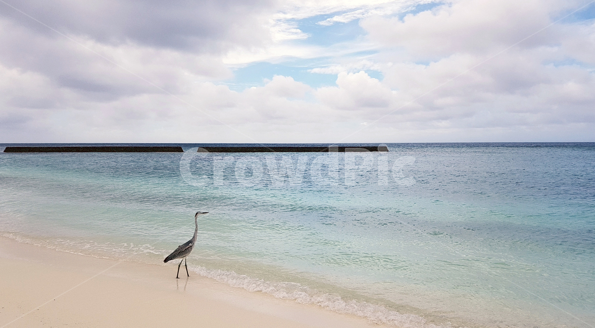 새,해변가,해변,바다,구름,해변,바다,beach,sea,동물,animal,조류,새,birds