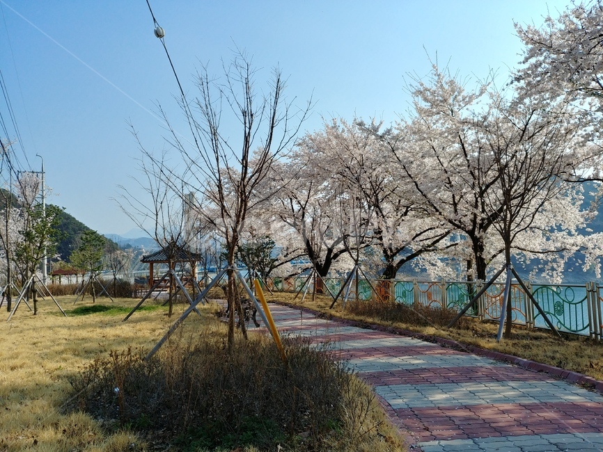 벚꽃나무,봄,배경,벚꽃길,하늘