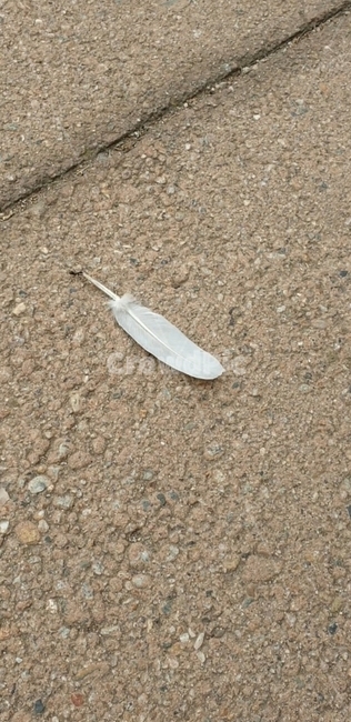 개미,깃털,곤충,ant,무게,insect,땡볕,노동