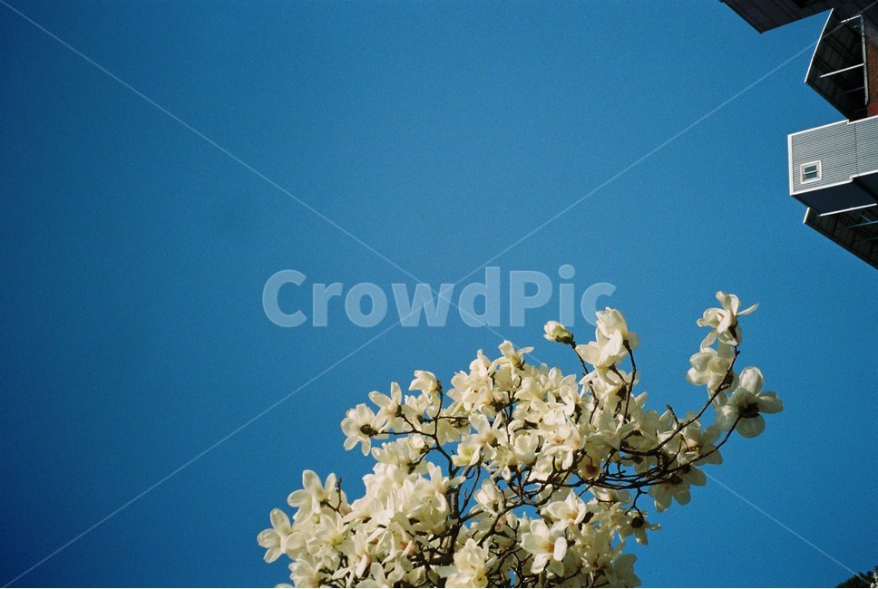 필름,목련,magnolia,spring,봄,봄꽃,봄나무,필름사진,나무,plant,식물,flower