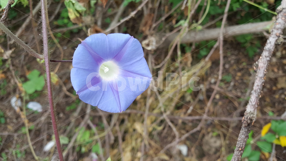 나팔꽃,꽃잎,보라색,모닝글로리,식물