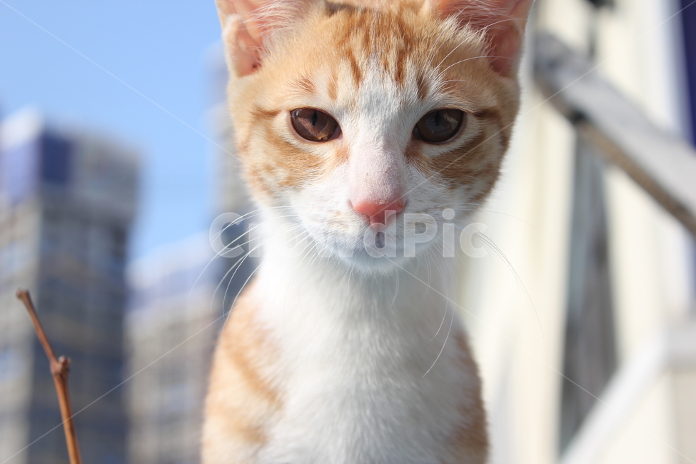 고양이,cat,길냥이,길고양이,야옹이,동물,animal,포유류,mammal,고양이,cat,kitten,kitty