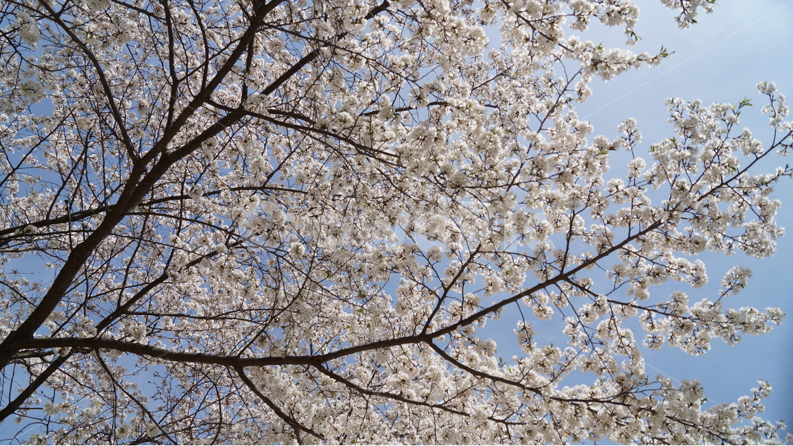 꽃,봄꽃,자연,풍경,벚꽃,봄,계절,spring,season,식물,자연,plants,nature,꽃,flower,plant,blossom