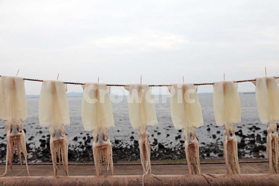 오징어,해산물,수산물,음식,식재료,생선,야외,실외,건조,말리기,마른오징어,마른,어촌,어업,수산업,어류,클로즈업,신선한,싱싱한,바다,자연,풍경,제주,제주도,한국,음식,식재료,요리,food,cook,meal,dishes,food reserves,수산물,해산물,fishery products,seafood