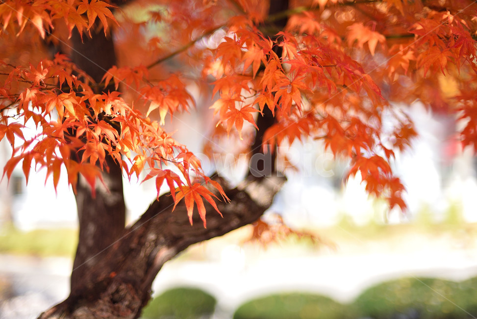 단풍,단풍잎,식물,단풍나무,가을,붉은,가을,계절,fall,autumn,season