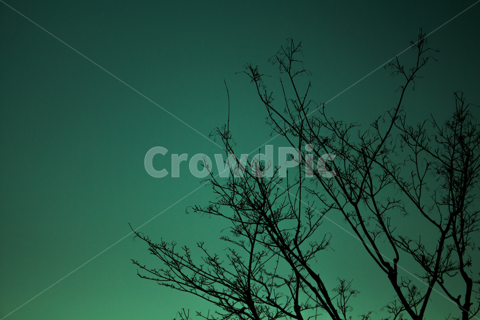 나무,가지,겨울나무,앙상,나뭇가지,식물,자연,plants,nature,나무,trees,wood,색깔,색상,색채,색감,color sense,color sensitivity,feeling of color