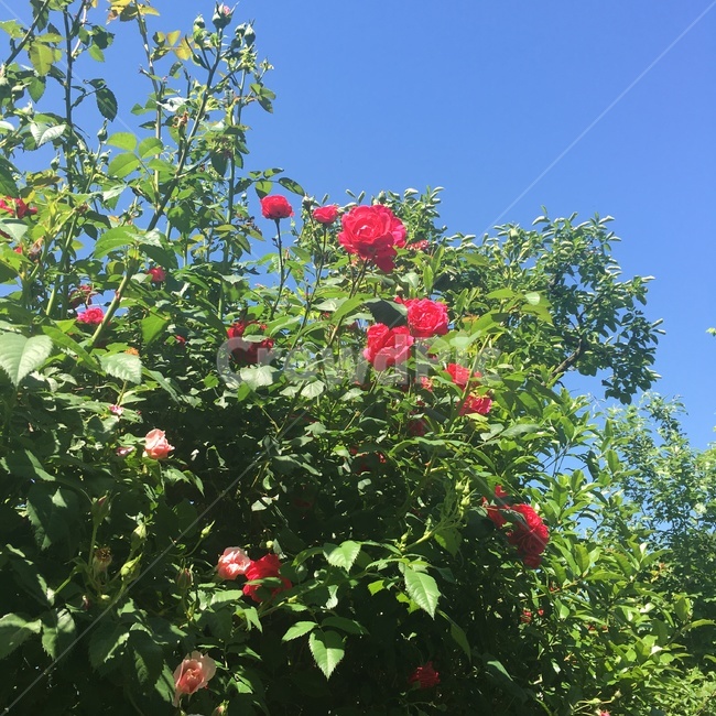 풍경,식물,꽃,자연,장미