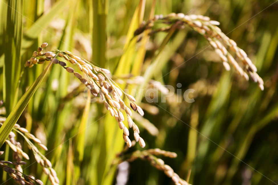 벼,이삭,벼농사,가을,추수,농촌,논,곡식,곡류,곡식,cereals,산업,industry,industrial,농업,농사,agriculture,farming,farming industry