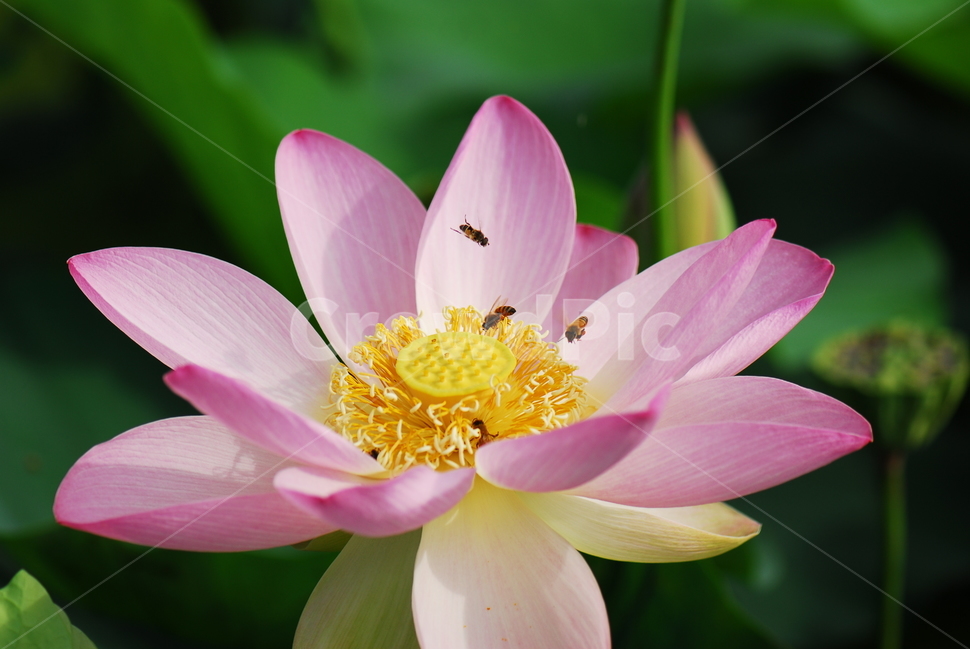 꽃,연꽃,관곡지,불교,여름,식물,자연,plants,nature,꽃,flower,동물,animal,곤충,벌레,insect,bug