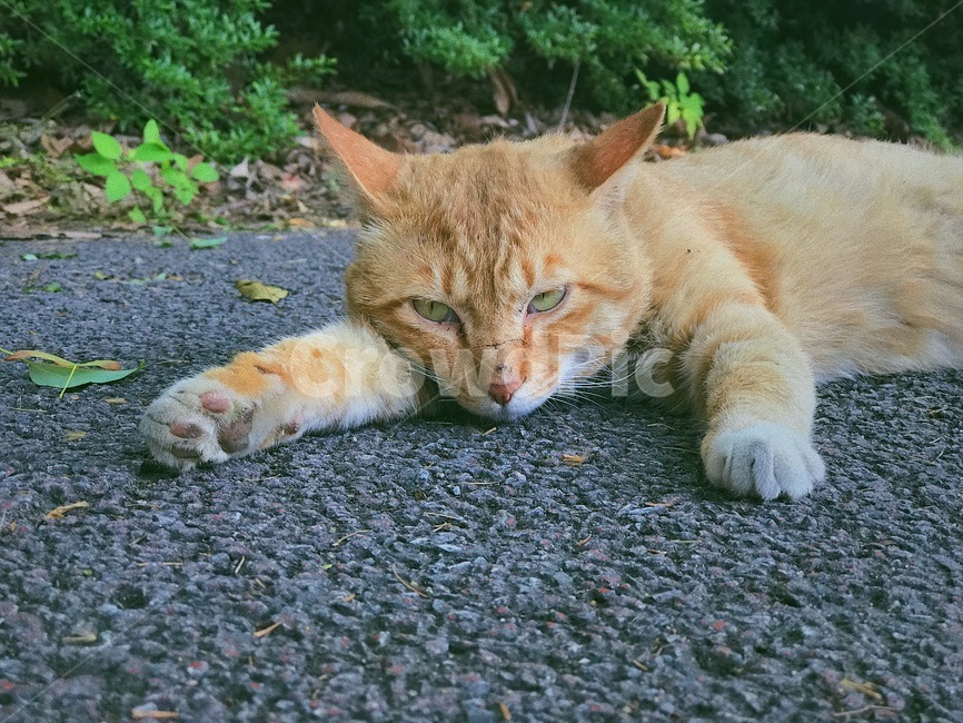 고양이,길냥이,감성사진,동물,휴식,힐링,귀찮음,동물,animal,포유류,mammal,고양이,cat,kitten,kitty