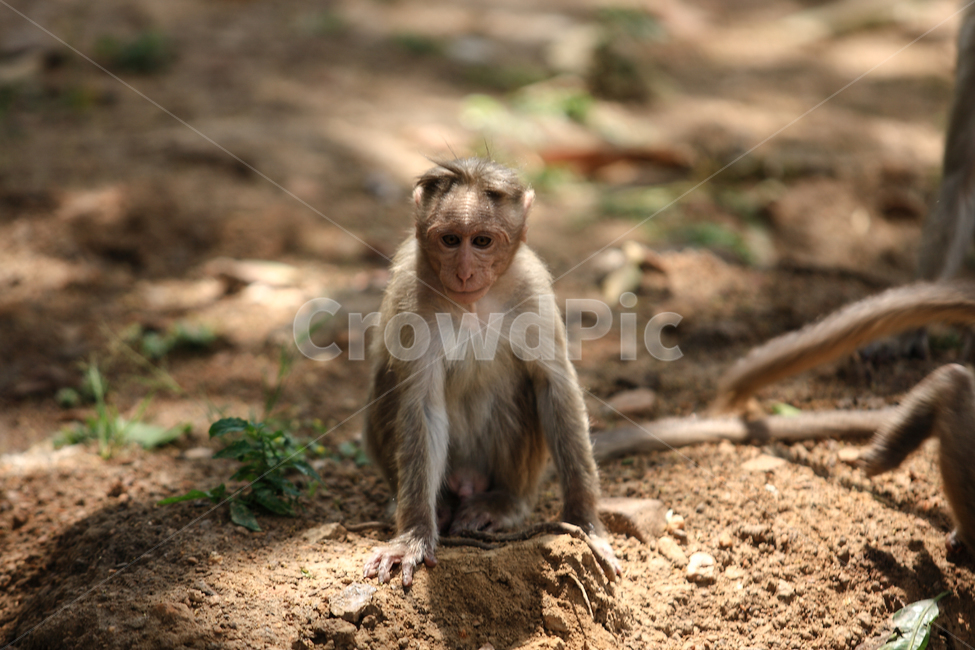 원숭이,동물,인도,monkey,야생동물,동물,animal,포유류,mammal