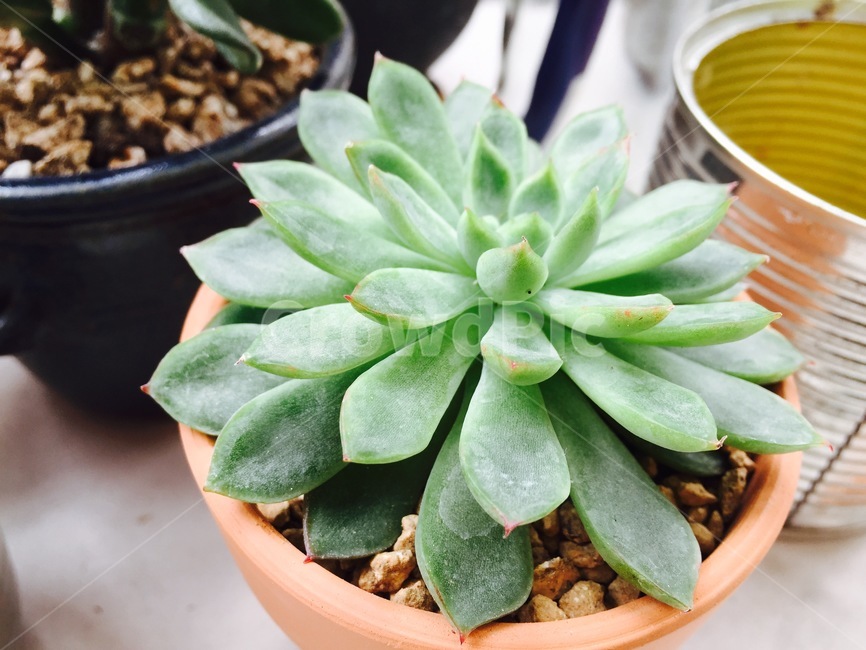 화분,다육이,다육식물,식물,succulents,plant,정원,미니어처,토분,아기자기