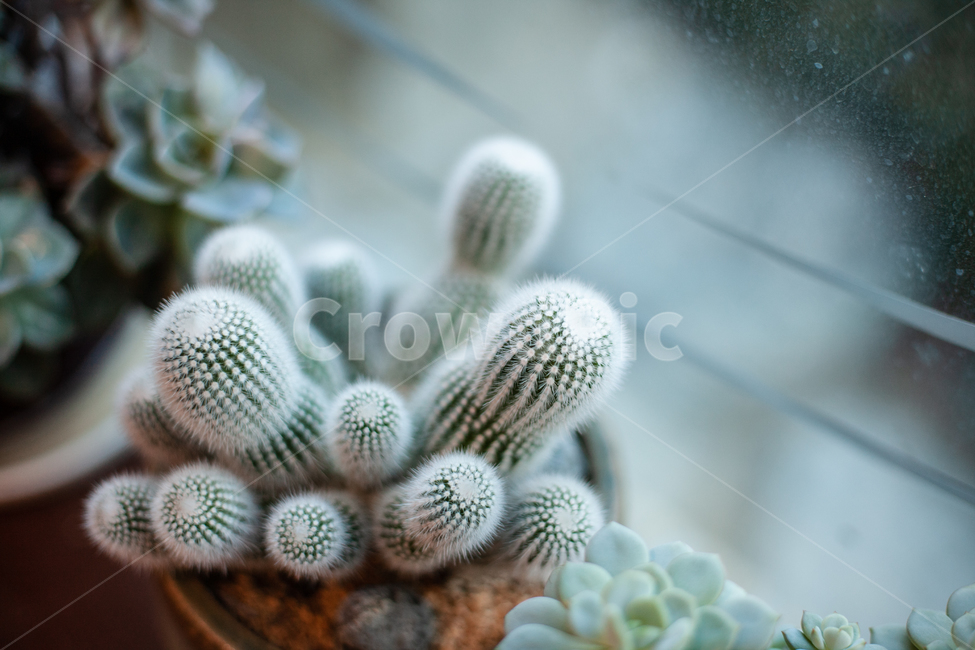 식물,화분,botanical,plant,자연