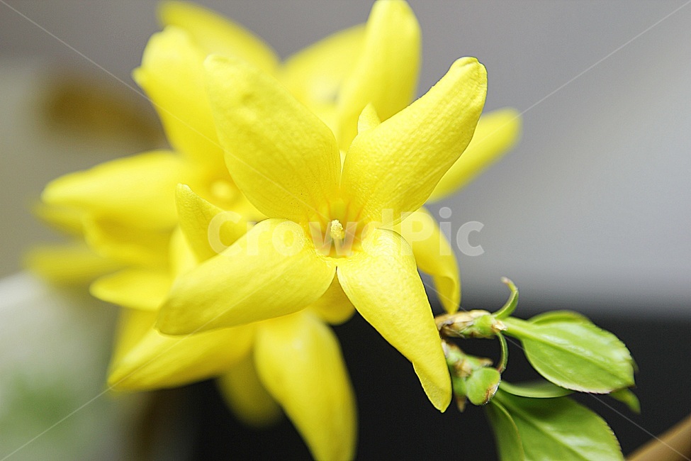 plant,식물,petal,꽃잎,flower,꽃,blossom,개나리,노란색,봄,상춘객,나무