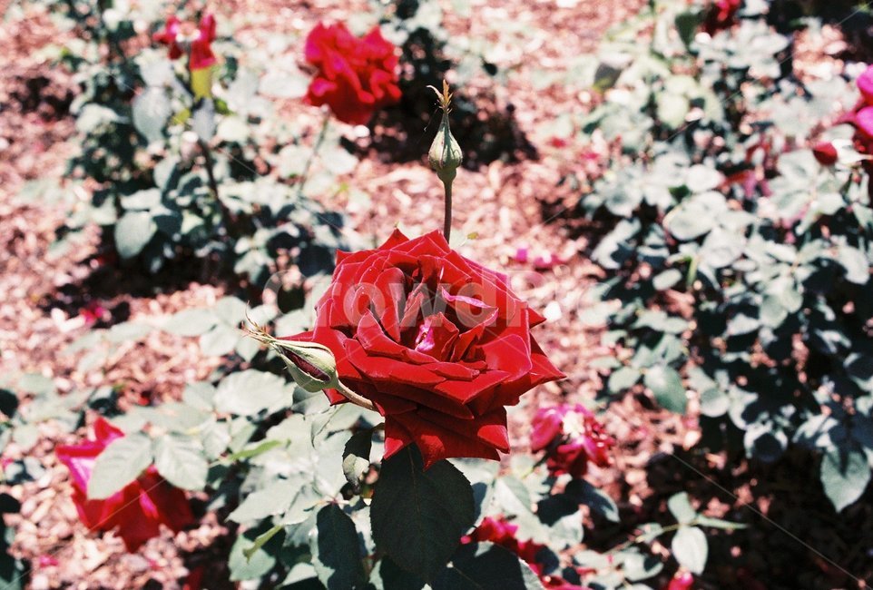 장미,꽃,장미꽃,봄,필름카메라,식물,자연,plants,nature,꽃,flower