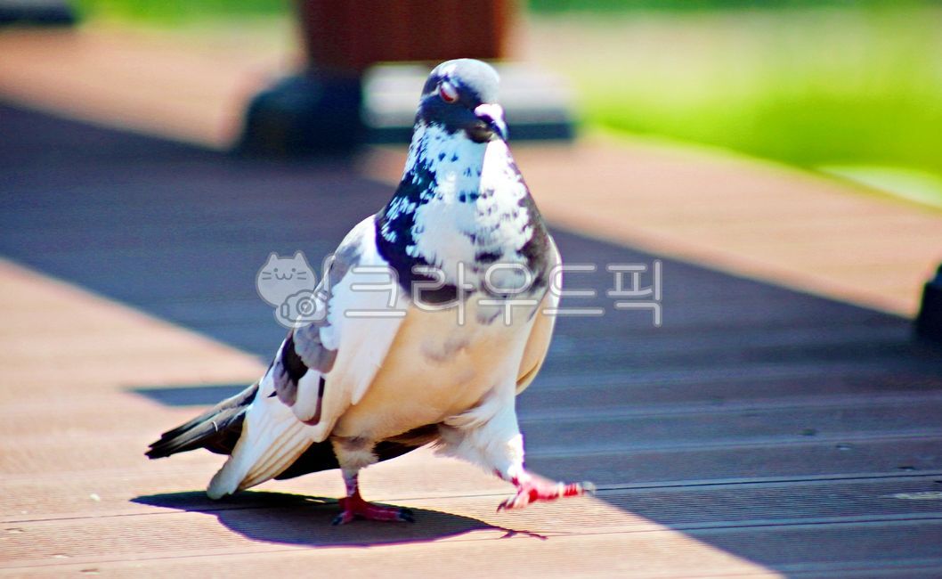 동물,새,조류,비둘기,흰비둘기,텃새,bird,animal,dove,pigeon