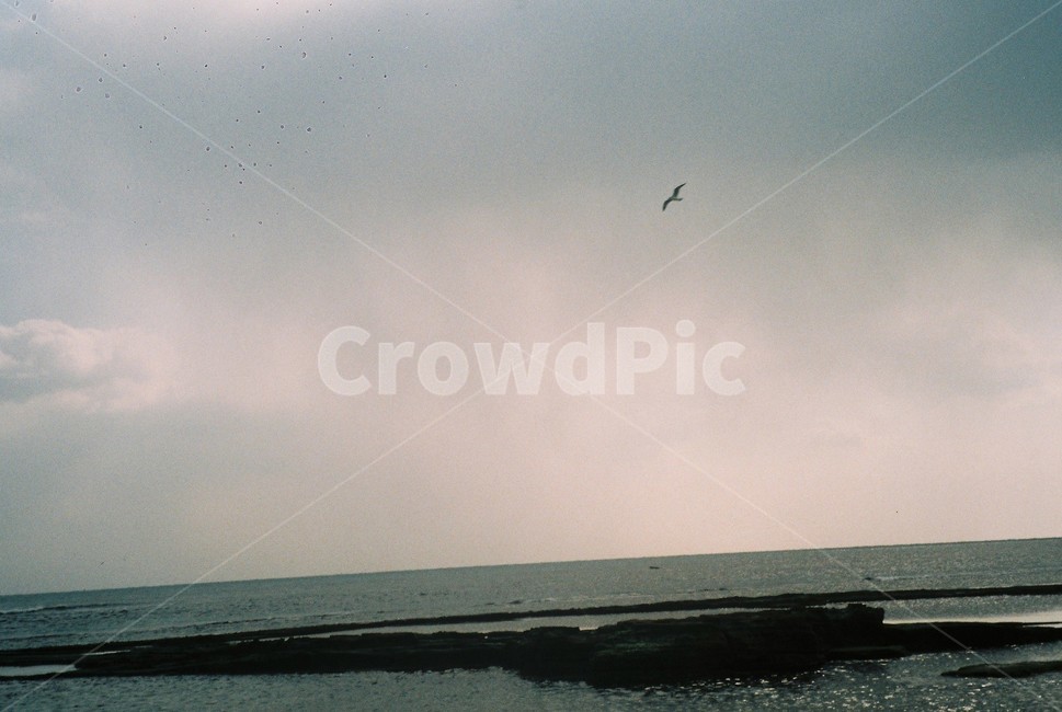 필름,제주,성산일출봉,아날로그,감성,겨울,plants,nature,sensible,필름카메라,제주도,feeling,film,filmcamera,바다,자연,풍경,nature,landscape,bird,새,animal,동물
