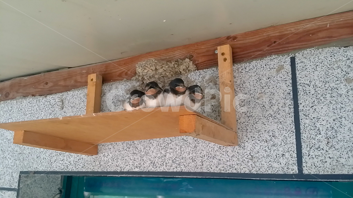 제비,둥지,새,가족,제비집,동물,animal,조류,새,birds