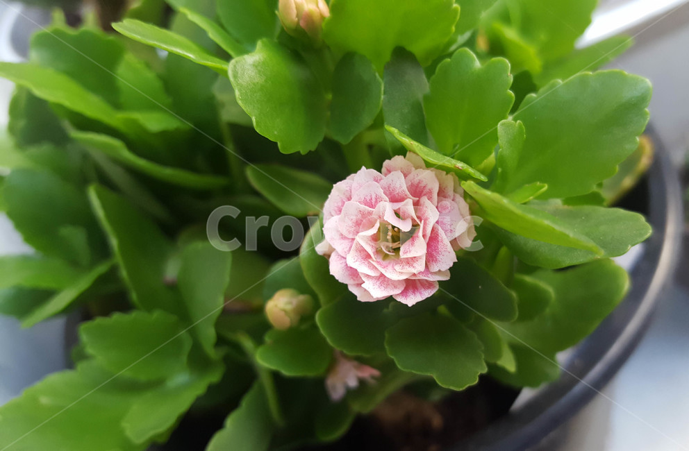 꽃,생화,근접,flower,화분