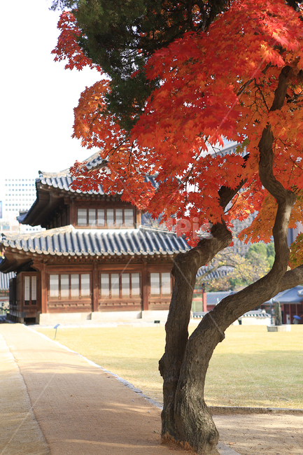 가을,단풍,덕수궁,궁,나무,fall,autumncolors,palace,tree,가을,계절,fall,autumn,season,한국전통,한국문화,korean traditional,korean culture,건축물,건물외관,exterior,building,structure,architecture,construction,plant,식물