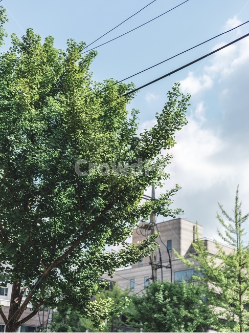 구름,나무,초록,도시,자연,하늘,cloud,자연,풍경,nature,landscape,tree,plant,식물
