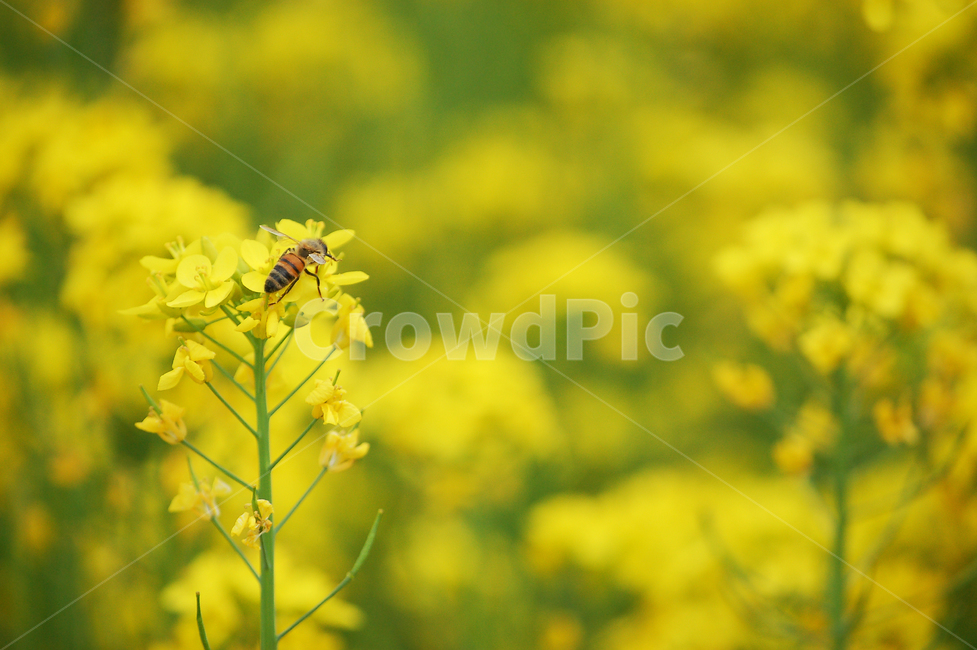 꽃,봄,노란꽃,벌,꽃밭,자연,식물,animal,bee,insect,곤충,honeybee,꿀벌,flower,spring,nature,식물,자연,plants,nature,꽃,flower