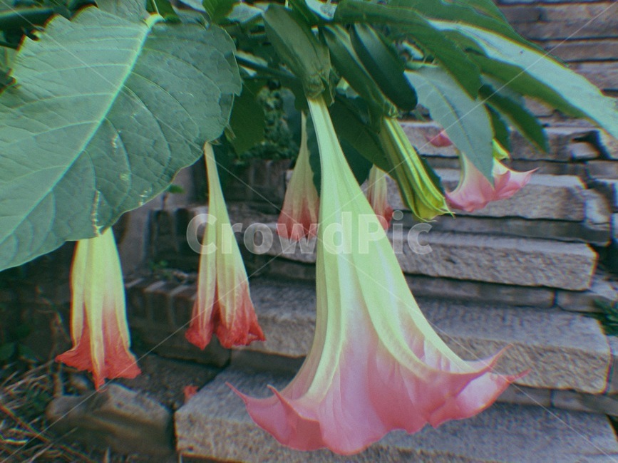 꽃,감성,골목길,추억,사랑,식물,자연,plants,nature,꽃,flower