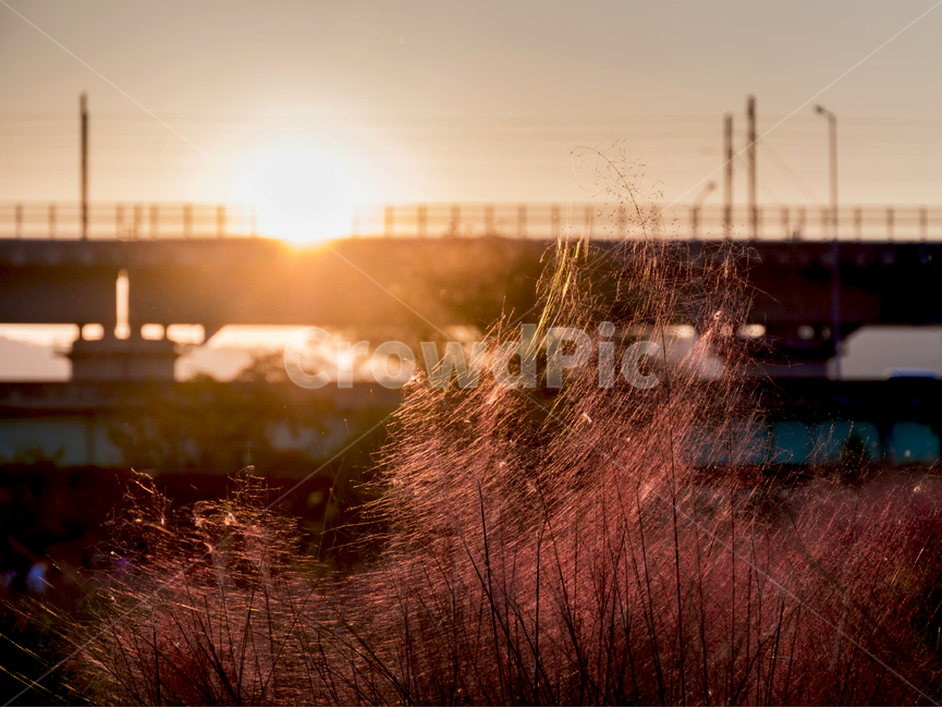 핑크뮬리,뮬리,가을,pinkmuhly,자연,공원,핑크,pink,식물,가을,계절,fall,autumn,season,light,빛,flare,플레어