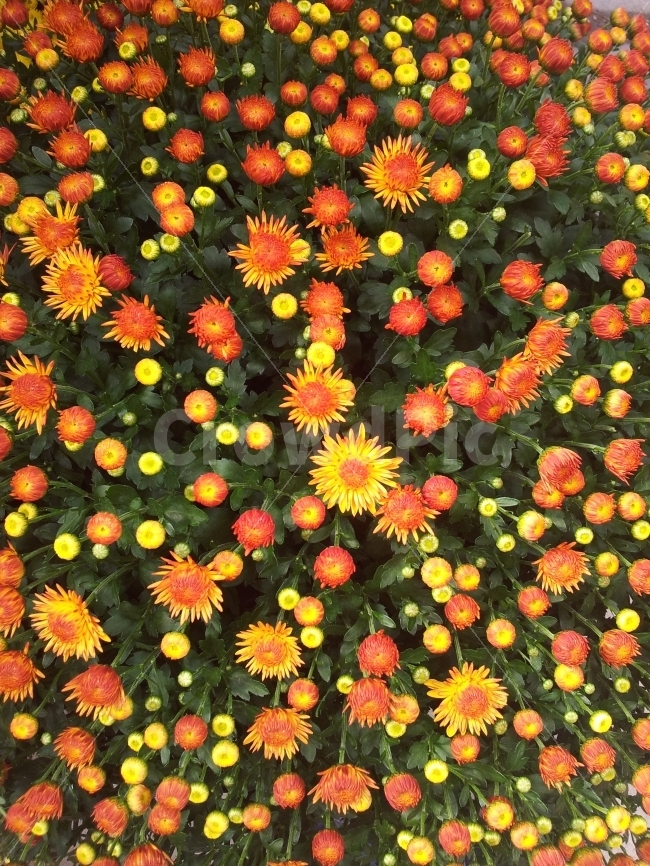 꽃,국화,화원,주황색,꽃다발,식물,자연,plants,nature,꽃,flower