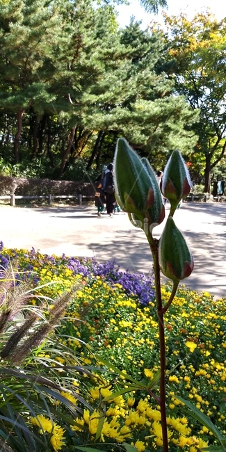 꽃봉우리,꽃,식물,노랑,햇살