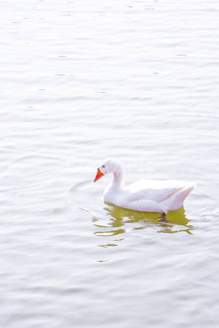 동물,animal,자연,bird,새,water,물,거위,오리,동물,animal,조류,새,birds