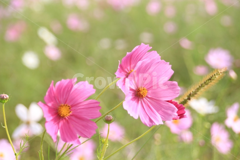 강변,꽃,가을,코스모스,공원,가을,계절,fall,autumn,season,식물,자연,plants,nature,꽃,flower,plant,petal,꽃잎,blossom
