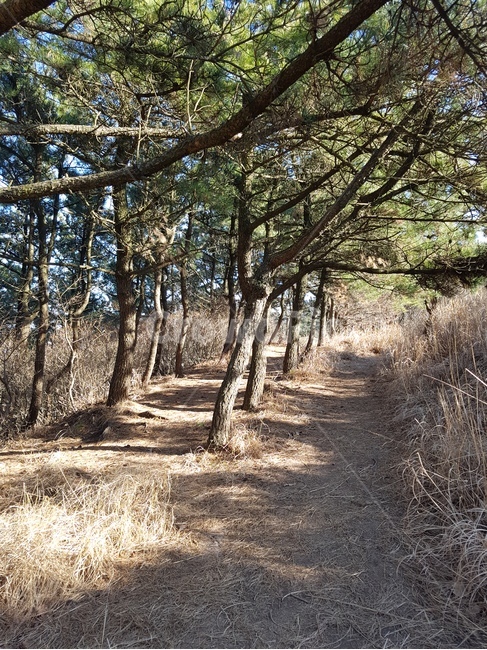 산,자연,나무,mountain,tree,nature,등산로,오솔길,trail,outdoors
