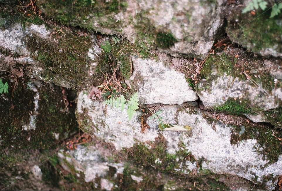 이끼,돌담,식물,작은식물,감성,필름,식물,자연,plants,nature