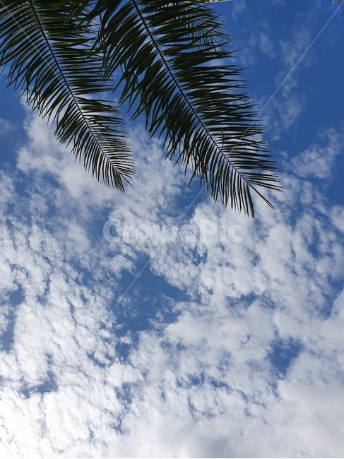 nature,자연,outdoors,옥외,sky,푸른하늘,azuresky,하늘,구름,나무잎,초록색,하늘색